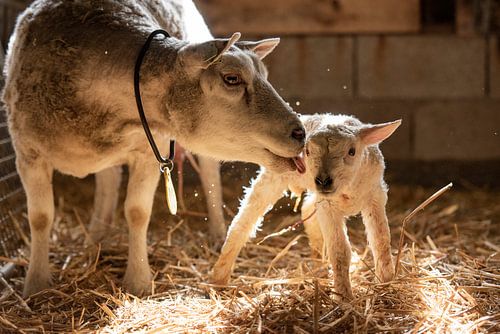 Mother leaking newborn lamb