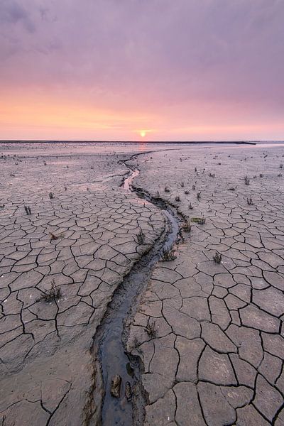 Die trockene Salzwiese am Uithuizerwad in der Provinz Groningen von Rick Goede