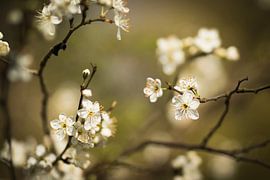 Frühlingsblüte von Mariette Kranenburg