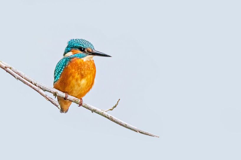 Prachtige ijsvogel van Roosmarijn Bruijns