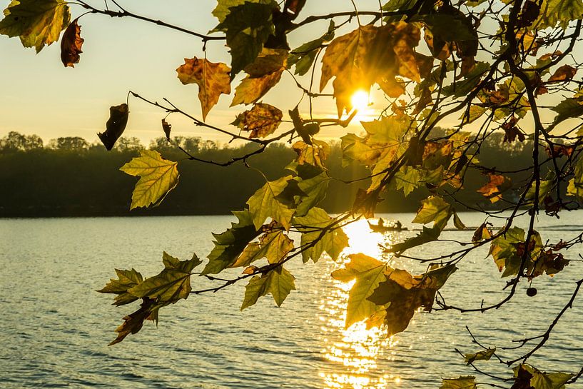 Feuilles d'érable en contre-jour par Dieter Walther