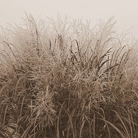 Gras in sepia van Jose Lok