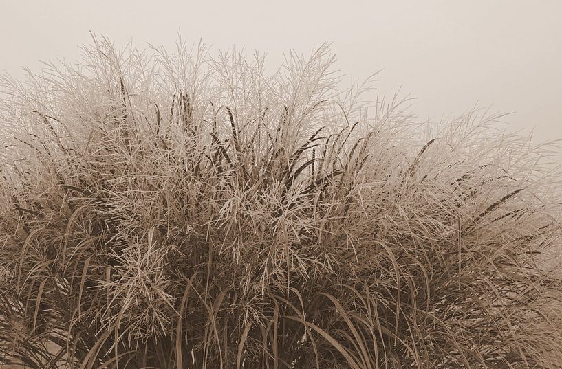 Grass in sepia by Jose Lok