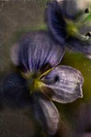 Flower called speedwell