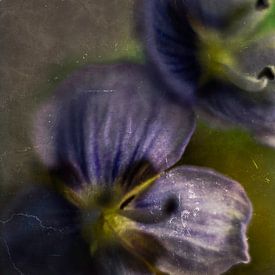 Flower called speedwell by Photographix by Moni Schmitt Monika