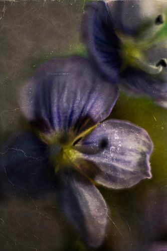 Flower called speedwell by Photographix by Moni Schmitt Monika