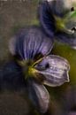 Flower called speedwell by Photographix by Moni Schmitt Monika thumbnail