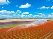 Tulpen in een veld besproeid door een waterkanon van Sjoerd van der Wal Fotografie thumbnail