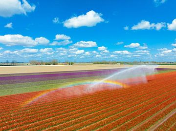 Tulpen in een veld besproeid door een waterkanon