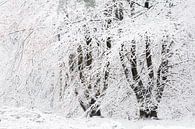 Eine Winterszene. Dwingelderveld, Drenthe. von Ton Drijfhamer Miniaturansicht