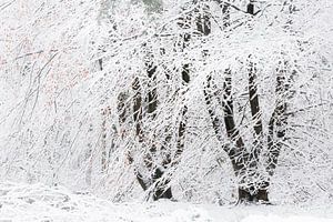 Een winters tafereel. Dwingelderveld, Drenthe. van Ton Drijfhamer