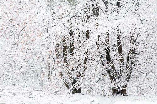Une scène d'hiver. Dwingelderveld, Drenthe. sur Ton Drijfhamer