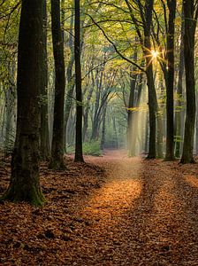Lichtshow im Wald