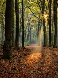 Light show in the forest van Costas Ganasos