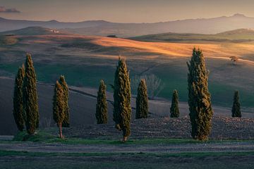 Cypresses of Val d'Orcia and the last lights of the sunset. by Stefano Orazzini