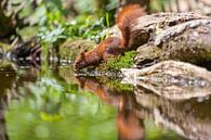 Red Squirrel by Marcel Derweduwen thumbnail