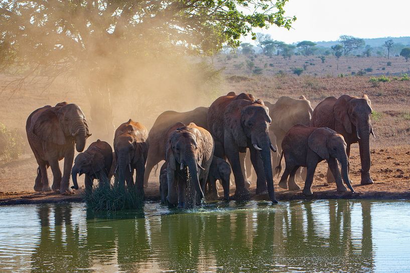 Elephants Waterhole by Peter Michel
