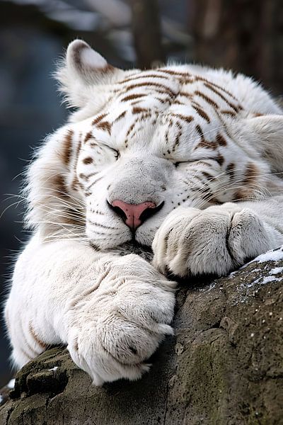 Schlafender weißer Tiger auf Stein von Imperial Art House