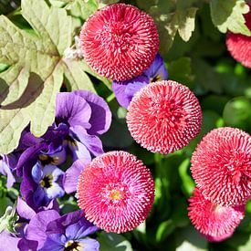 Wunderschön arrangierte Blumen von Christian Mueller