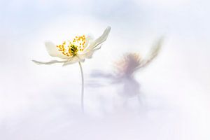 Buschwindröschen wie in einem Traum