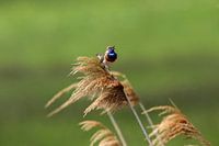 Blauwborst