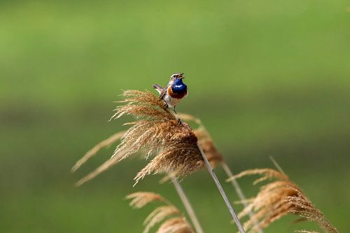 Bluethroat