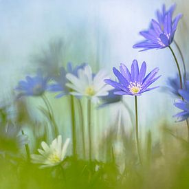 Nature is like a drawing. by Robby's fotografie