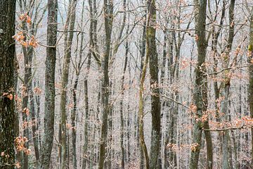 Cold trees van Marco Linssen