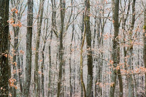 Les arbres cachent la forêt