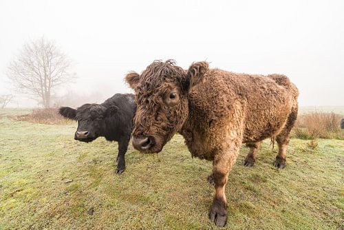 Galloways on the field