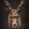 Portret van een steenbok in warme kleuren | fineart fotografie van Laura Dijkslag