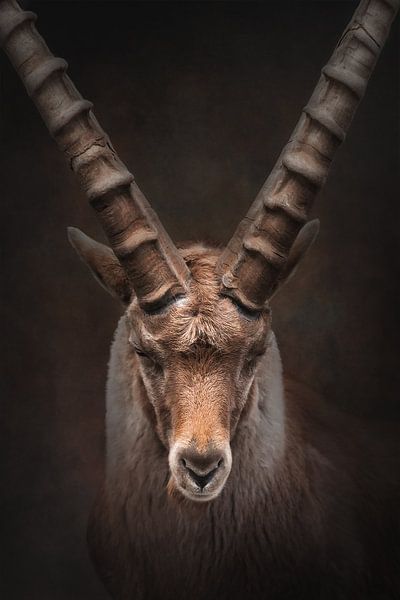 Portrait d'un bouquetin aux couleurs chaudes | fineart photography par Laura Dijkslag