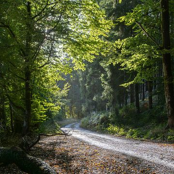 Chiny Boswandeling, Ardennen, België
