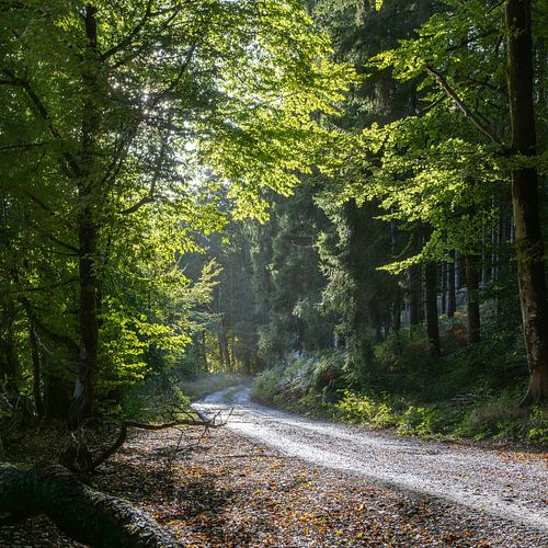 Waldspaziergang in Chiny, Ardennen, Belgien