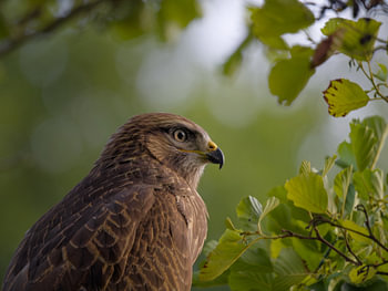 Bussard, Nahaufnahme inmitten von Laub mit schönem Bokeh