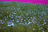 Field of flowers