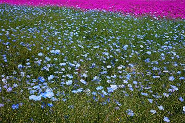 Field of flowers van Arie Storm