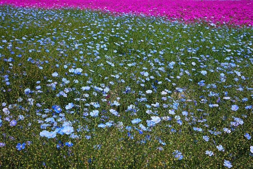 Field of flowers von Arie Storm