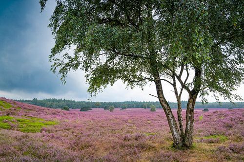 Bloeiende heide in een heidelandschap tijdens de zomer