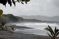Nevelwoud Costa Rica langs het strand van Bianca ter Riet thumbnail