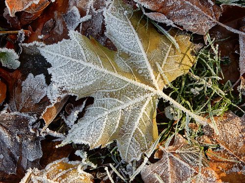Mûrs sur feuilles