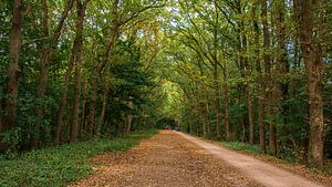 Westerheide