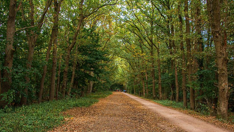 Westerheide by Peter Veerman