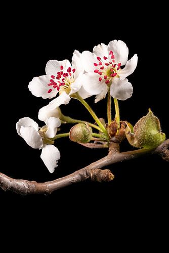 Fleurs de pommier