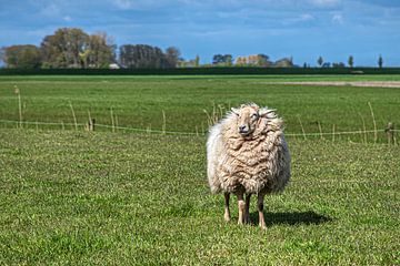 Schaap in volle wintervacht in de vroege voorjaarszon