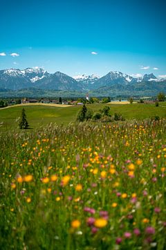 Bloemrijk uitzicht op de hop en de Ostallgäuer Alpen van Leo Schindzielorz