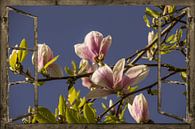 Venster uitzicht - magnolia van Christine Nöhmeier thumbnail