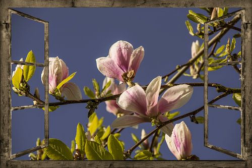 Venster uitzicht - magnolia