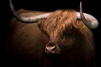 Schotse Hooglander