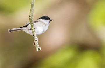 De glanskop van Danny Slijfer Natuurfotografie